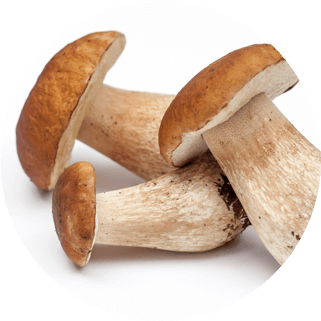 mushroom-peptide-ingredient