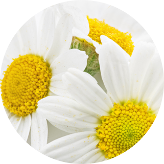 Chamomile_and_Arnica