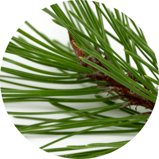 Korean_Red_Pine_Extract