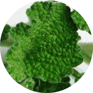 Marrubium-Plant-Stem-Cells-ingredient