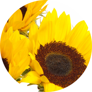 barley-sunflower-cucumber-extracts-ingredient
