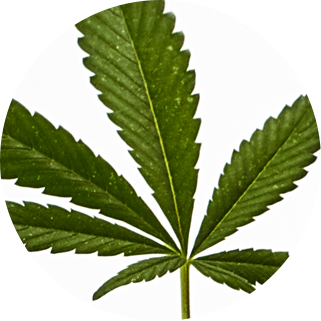 cannabis-ingredient
