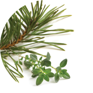 patented-pine-and-thyme-inspired-complex-ingredient