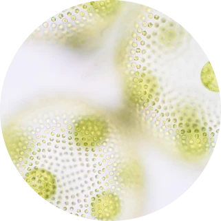 β
