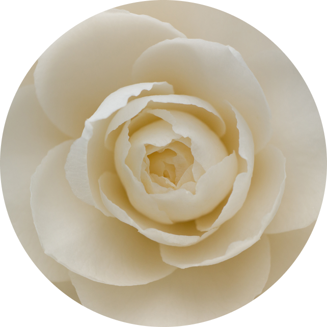 817550_Lipid_Cleansing_Balm_PDP_Ingredient_Camellia